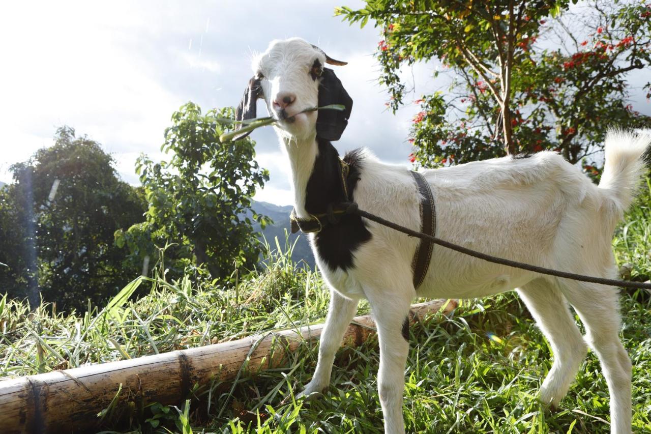 Ecohotel Monteverde ลาเบกา ภายนอก รูปภาพ